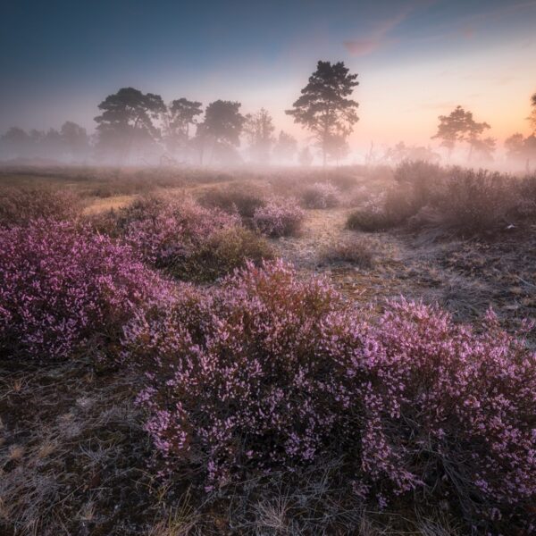 Kalmthoutse Heide - Landschapsfotografie - © Dion van den Boom | Fotografie - Alle rechten voorbehouden.