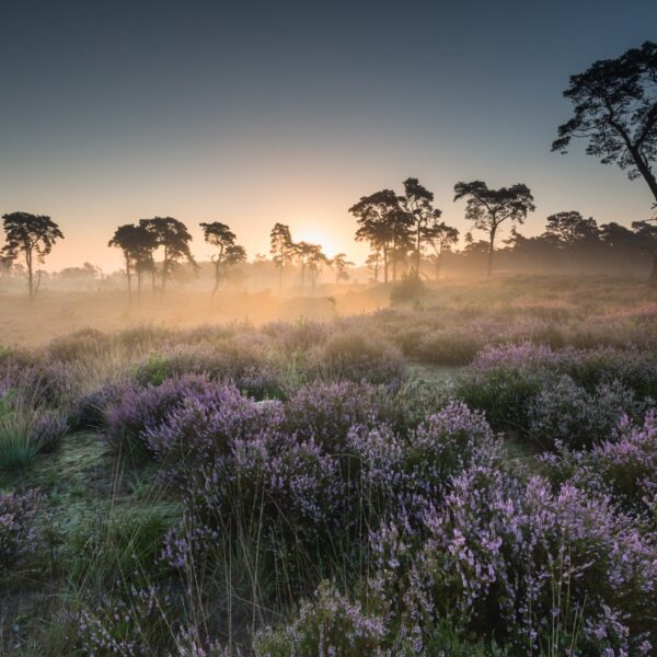 Kalmthoutse Heide - Landschapsfotografie - © Dion van den Boom | Fotografie - Alle rechten voorbehouden.