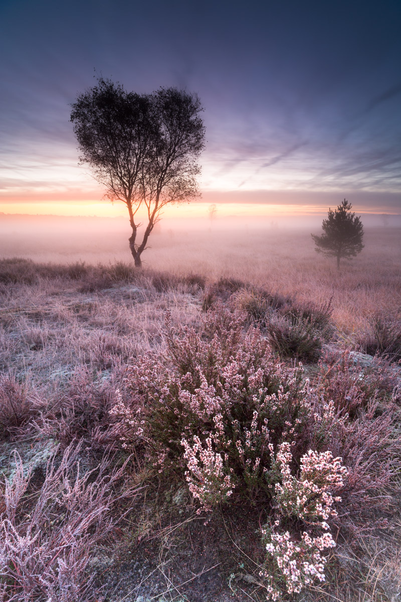 Kalmthoutse Heide - België - © Dion van den Boom - Fotografie